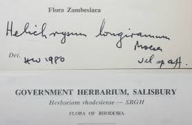 Image result for Helichrysum longiramum