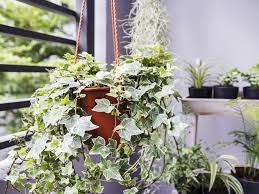 We did not find results for: 17 Popular Indoor Vine Plants That Are Easy To Care For The Self Sufficient Living