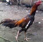 Manfaat telur ayam kampung manfaat kratingdaeng dan telur, ayam buntel mayit, kelebihan sayap bogang, komposisi kaitong, kelebihan ayam bogang, kelebihan ayam sayap bogang, gambar kaki ayam bangkok buntel mayit, ayam suro bantalan mayit, ciri ciri ayam bogang, kandungan kaitong Ayam Berkaki Hijau