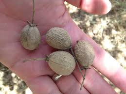 Image result for Croton megalocarpus