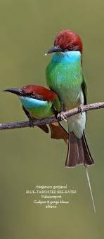 Birds Of A Feather Song Pin On Bird Song Bee Eaters