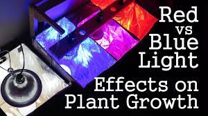 Experiment Red Light Vs Blue Light How Spectrums Affect Plant Growth Led Vs Cfl Plant Growth Best Led Grow Lights Light Red