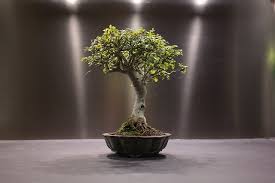 Money trees are also very popular plants with feng shui practitioners who believe that the braided bonsai creates positive energy for any room that it placed in. How To Take Care Of Bonsai Tree With 6 Steps Sumo Gardener
