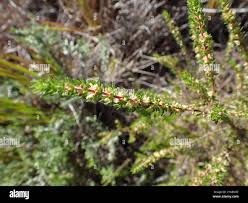 Image result for Anthospermum