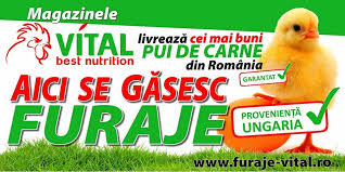 Categorii de pui de o zi comercializate. Pui De Gaina Pui Vital Pui Gaini Rasa Mixta Si Gaina De Carne Puicute Oua Vital Best Nutrition Timisoara