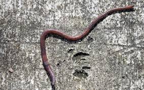 Jan 08, 2020 · intestinal worms are small organisms that can live in the human body. Jailed Man Who Threw A Clump Of Live And Dead Worms Into His Neighbor S Flat Coconuts Singapore