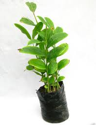 Free for commercial use no attribution required high quality images. Buy Red Ginger Plant Online At Best Prices In India Chhajedgarden Com