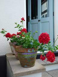 Pin By Yeon Jang On Garden Prettiness Geraniums Red Geraniums Flower Pots