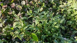 Image result for Struchium