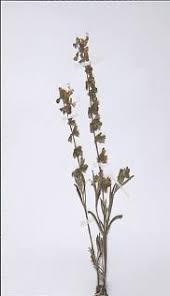 Image result for Haumaniastrum katangense