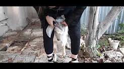Innocent woman killed like a dog! 1376 Youtube
