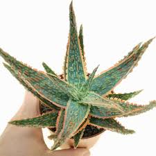Image result for Aloe zebrina
