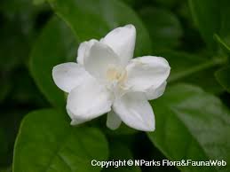 Image result for Jasminum multiflorum