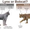 Bobcat перевод. Bobcat Lynx. Отличие Bobcat от Lynx. Бобкэт Рысь. Бобкэт и Рысь отличия.