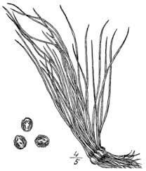 Image result for Isoetes welwitschii