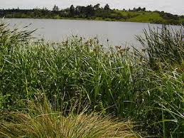 Image result for Bolboschoenus