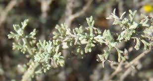 Image result for Pentzia incana