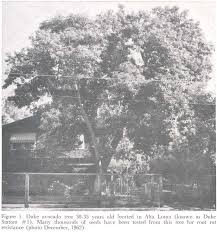 Image result for Avocado Dark 1972 Montgomery Ward