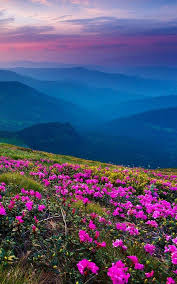 We did not find results for: Valley Of Flowers Uttarakhand India 562x900 Wallpaper Teahub Io