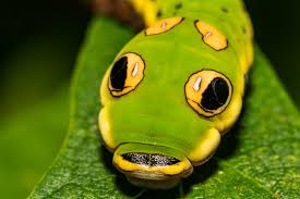 Watch the amazing metamorphosis as the caterpillars feed and grow, pupate, and emerge as a colorful painted lady butterfly. Spicebush Swallowtail Butterfly Caterpillar Papilio Troilus Stock Photo Adobe Stock