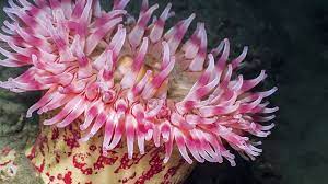 Cara lumut berkembang biak lengkap dengan ciri cirinya. Anemon Laut Kerabat Ubur Ubur Dan Sohib Ikan Badut
