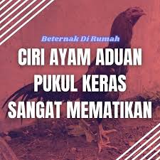 Scopri ricette, idee per la casa, consigli di stile e altre idee da provare. 6 Ciri Ayam Aduan Pukul Keras Mematikan Beternakdirumah