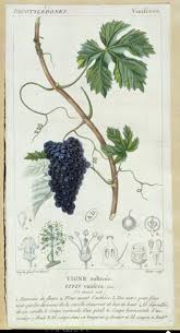 Image result for Vitis vinifera