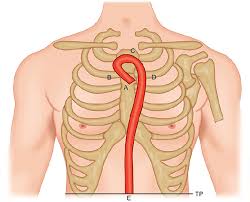 Learn the true ribs, false ribs, and floating ribs, as well as the difference between in this anatomy lesson, i'm going to cover the rib bones, also called costae in latin. Jaypeedigital Ebook Reader