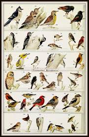 Woodpecker Identification Chart Permanent And Winter