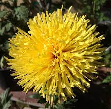 Image Result For Bright Yellow Chrysanthemum Yellow Chrysanthemum Chrysanthemum Flowers