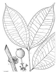 Image result for Warneckea sansibarica