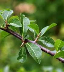 Image result for Megalochlamys revoluta