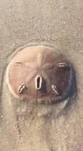 Beachcombers are most likely to find sand dollars at low tide, especially after a storm. Sand Dollars Are Truly Priceless Ocean Conservancy