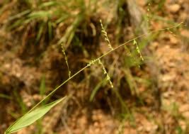 Image result for Urochloa deflexa