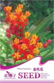 Image result for Begonia pulcherrima