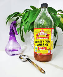 Vinegar has been recommended for use to up the ph levels in your soil. Can I Spray Vinegar On Houseplants Osera