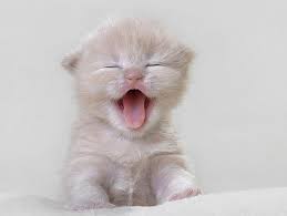 Evcil Hayvanlar Yavru Kediler Google Da Ara Cute Kittens Guzel Kediler Sevimli Kedi Yavrulari