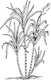 7 Sugarcane Ideas Sugarcane Sugar Cane Sugar Cane Plant Alibaba.com offers 1,885 sand drawing for kids products. sugar cane