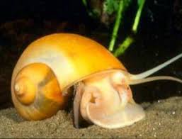 Golden Apple Snails The Care Feeding And Breeding Of Golden Apple Snails Apple Snail Snail Aquarium Snails