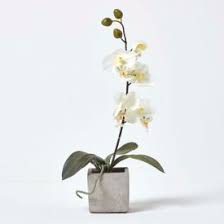 Available in a variety of colours or you can even paint him to create your own personalised ziggy. Artificial Indoor Plants Large Artificial Plants Artificial Potted Plants