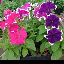 Tanaman hias berbunga tersebut dapat tumbuh secara maksimal di temperatur yang panas dan lembap. Tanaman Gantung Petunia Tanaman Hias Gantung Berbunga Indah Shopee Indonesia