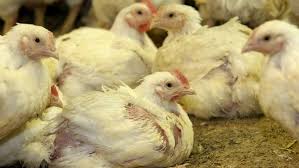 Veterináři potvrdili první ohnisko ptačí chřipky v plzeňském kraji. Ptaci Chripka Informace Pro Verejnost Oficialni Stranky Mesta Bystrice