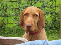 Find vizsla puppies for sale with pictures from reputable vizsla breeders. Wirehaired Vizsla Puppies For Sale Texas
