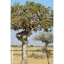 Myrrhe wird durch wiederholtes verwunden der bäume geerntet, um den kaugummi zu bluten, der wachsartig ist und schnell koaguliert. Armani Prive Myrrhe Imperiale Decanted Fragrances And Perfume Samples The Perfumed Court