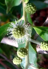 Image result for Conocarpus