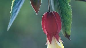 Image result for Abutilon austro-africanum