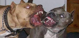 dunyada bir cok farkli kopek turu vardir ve bunlardan bazilari isiran yaralayan ve olduren turleri de icinde barindir pitbulls pitbull puppies pitbull terrier