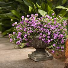 Image result for Lantana