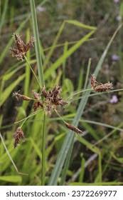 Image result for Bolboschoenus glaucus