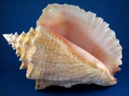 Prepare three tubs of saltwater. Pin By Nanny Nee On Seashell 1 Sea Shells Shells Conch Shell